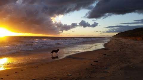 Photo: Dog Beach/Off Lead